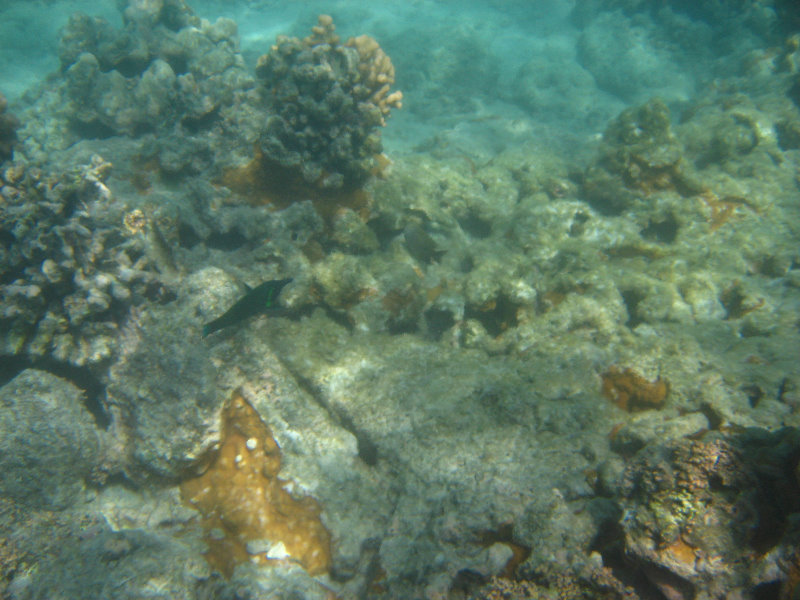 Anaehoomalu-Beach-Snorkeling-Kohala-Coast-Kona-Big-Island-Hawaii-064