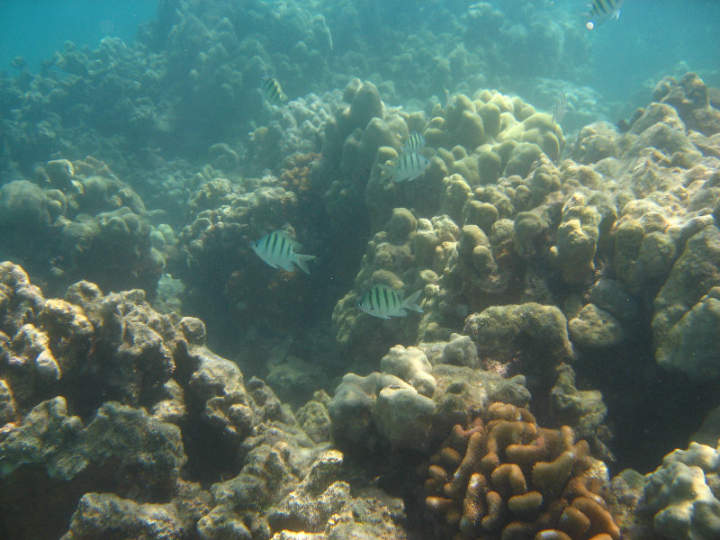 Anaehoomalu-Beach-Snorkeling-Kohala-Coast-Kona-Big-Island-Hawaii-065