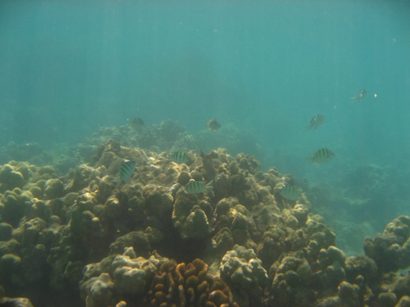 Anaehoomalu-Beach-Snorkeling-Kohala-Coast-Kona-Big-Island-Hawaii-066