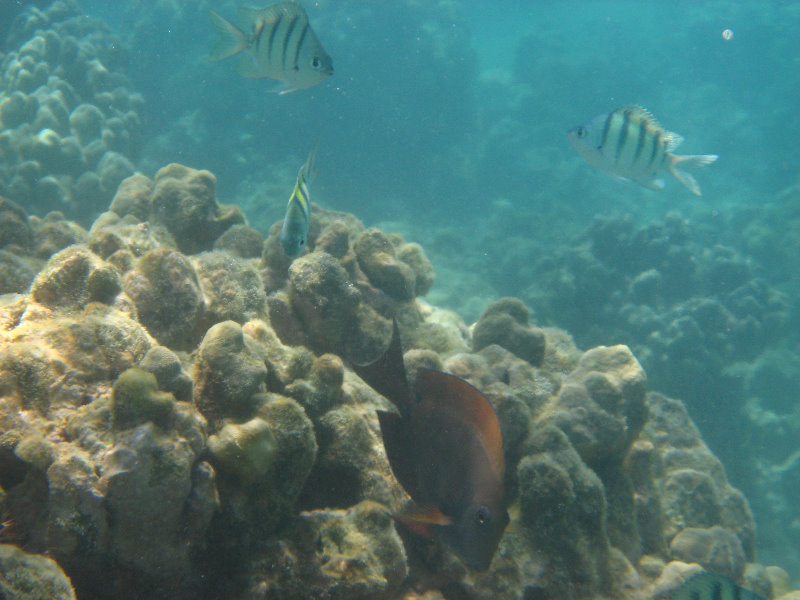 Anaehoomalu-Beach-Snorkeling-Kohala-Coast-Kona-Big-Island-Hawaii-067