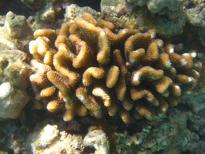 Anaehoomalu-Beach-Snorkeling-Kohala-Coast-Kona-Big-Island-Hawaii-069