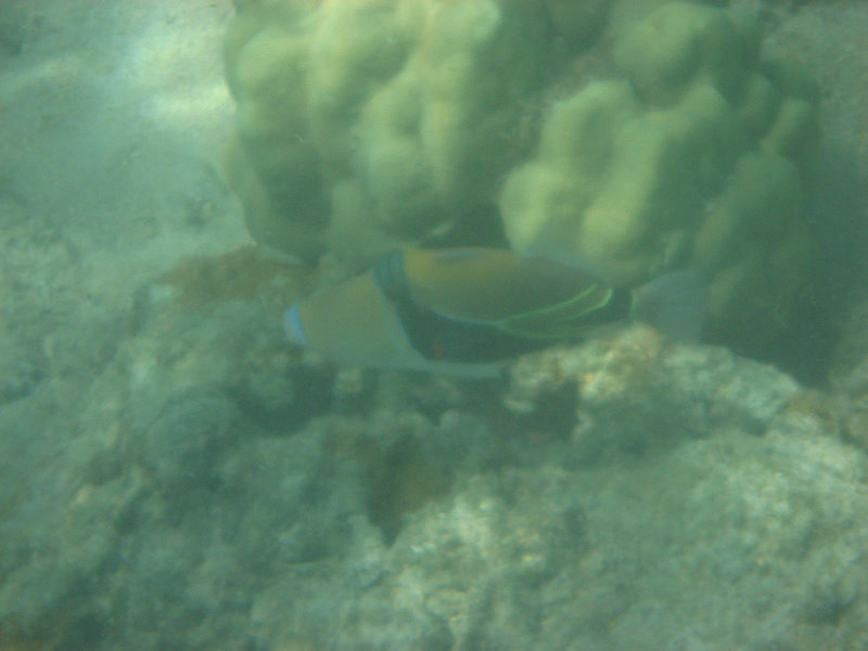 Anaehoomalu-Beach-Snorkeling-Kohala-Coast-Kona-Big-Island-Hawaii-070