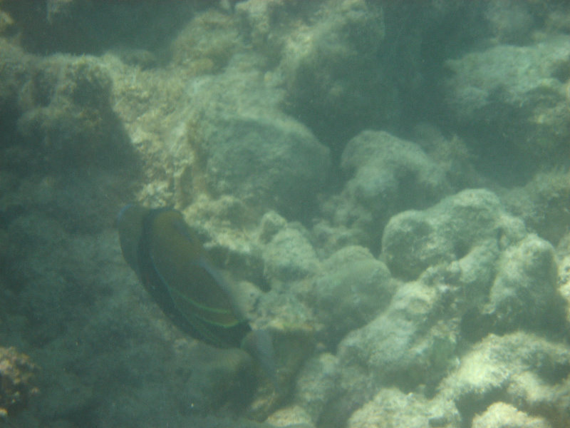 Anaehoomalu-Beach-Snorkeling-Kohala-Coast-Kona-Big-Island-Hawaii-071