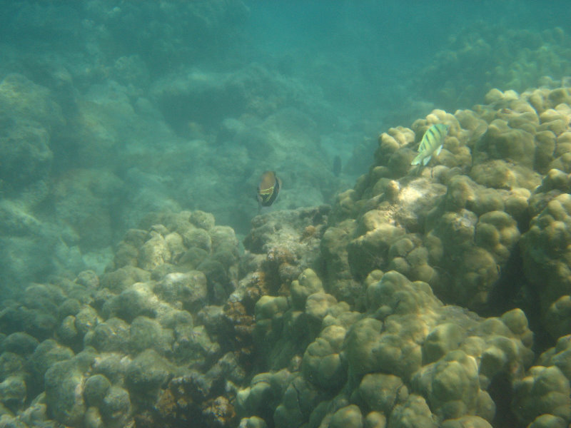 Anaehoomalu-Beach-Snorkeling-Kohala-Coast-Kona-Big-Island-Hawaii-072