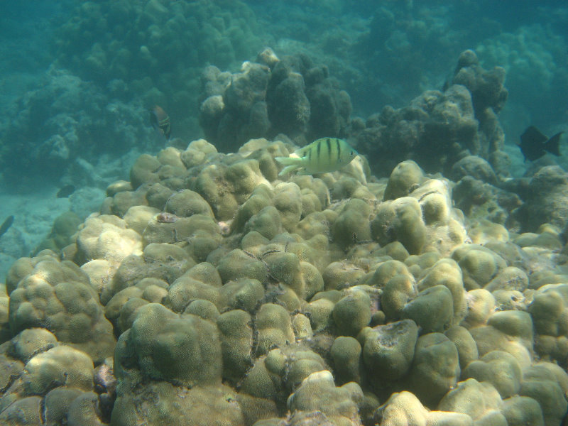 Anaehoomalu-Beach-Snorkeling-Kohala-Coast-Kona-Big-Island-Hawaii-073
