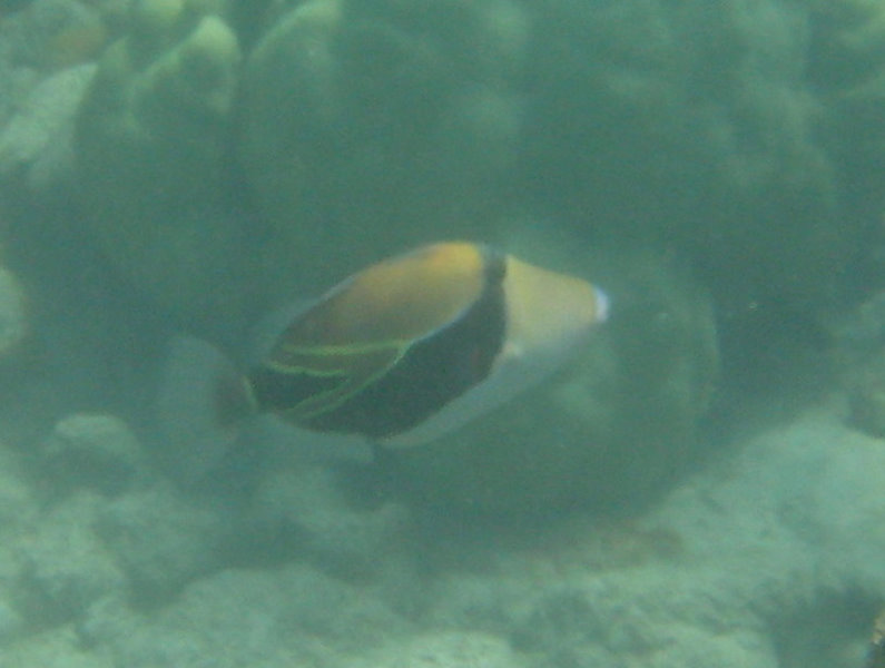 Anaehoomalu-Beach-Snorkeling-Kohala-Coast-Kona-Big-Island-Hawaii-074