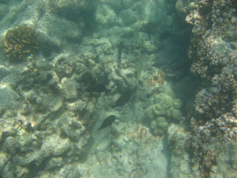 Anaehoomalu-Beach-Snorkeling-Kohala-Coast-Kona-Big-Island-Hawaii-075