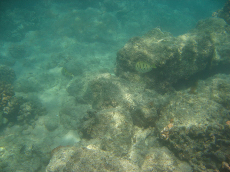 Anaehoomalu-Beach-Snorkeling-Kohala-Coast-Kona-Big-Island-Hawaii-076