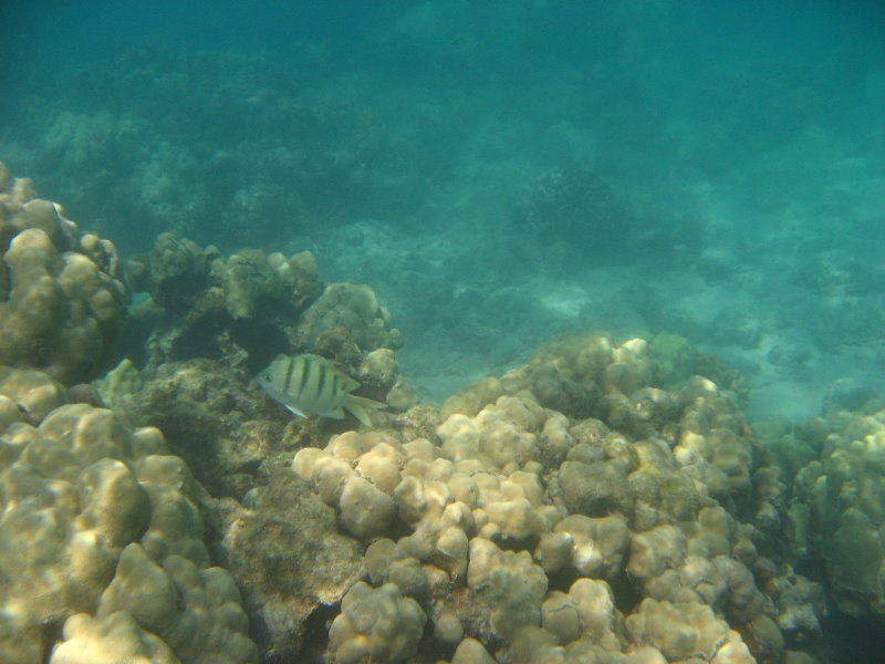Anaehoomalu-Beach-Snorkeling-Kohala-Coast-Kona-Big-Island-Hawaii-078
