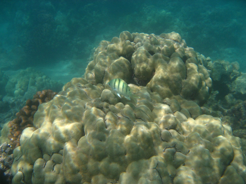 Anaehoomalu-Beach-Snorkeling-Kohala-Coast-Kona-Big-Island-Hawaii-079