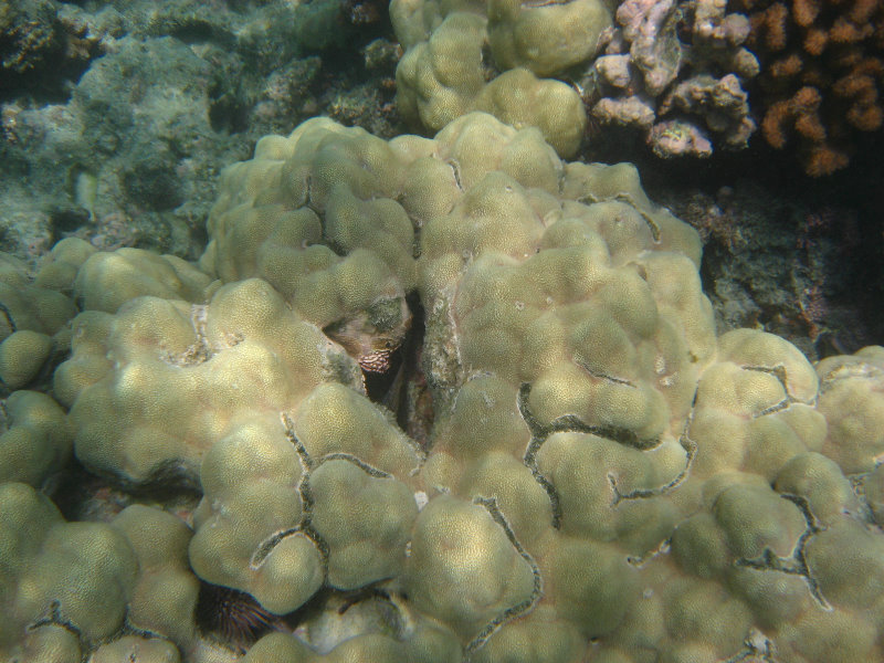 Anaehoomalu-Beach-Snorkeling-Kohala-Coast-Kona-Big-Island-Hawaii-080