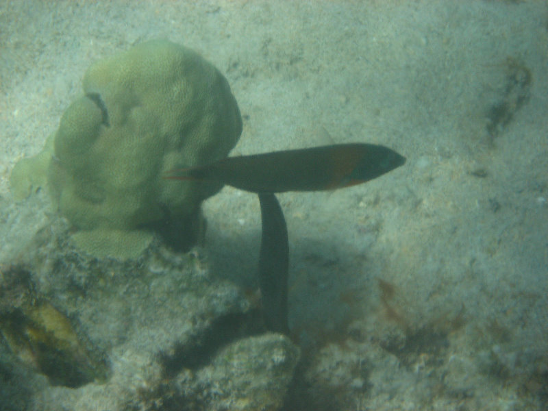 Anaehoomalu-Beach-Snorkeling-Kohala-Coast-Kona-Big-Island-Hawaii-081