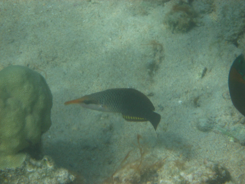 Anaehoomalu-Beach-Snorkeling-Kohala-Coast-Kona-Big-Island-Hawaii-082