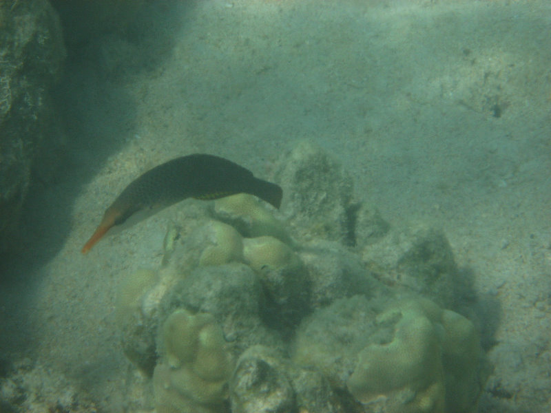 Anaehoomalu-Beach-Snorkeling-Kohala-Coast-Kona-Big-Island-Hawaii-083
