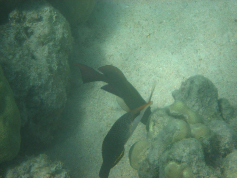 Anaehoomalu-Beach-Snorkeling-Kohala-Coast-Kona-Big-Island-Hawaii-084