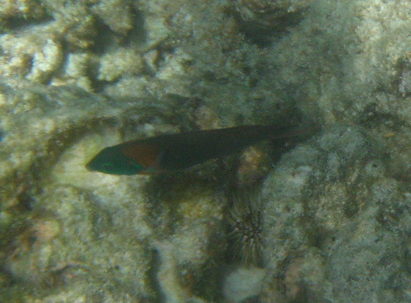 Anaehoomalu-Beach-Snorkeling-Kohala-Coast-Kona-Big-Island-Hawaii-085