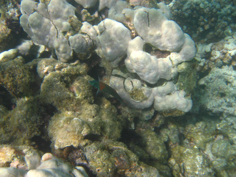 Anaehoomalu-Beach-Snorkeling-Kohala-Coast-Kona-Big-Island-Hawaii-086
