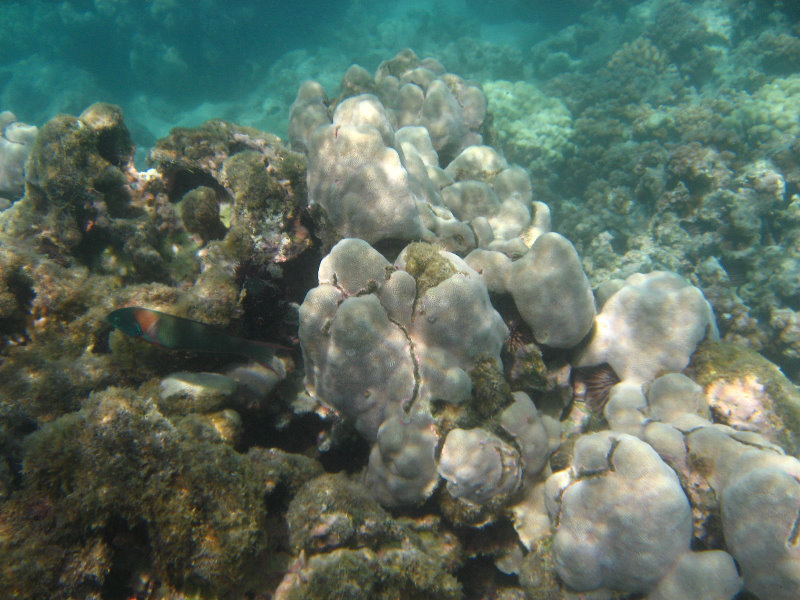 Anaehoomalu-Beach-Snorkeling-Kohala-Coast-Kona-Big-Island-Hawaii-087