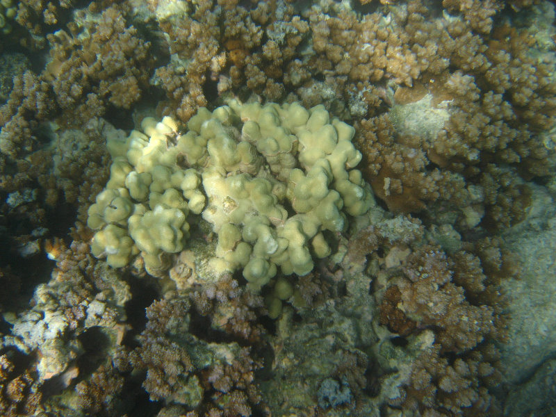 Anaehoomalu-Beach-Snorkeling-Kohala-Coast-Kona-Big-Island-Hawaii-088