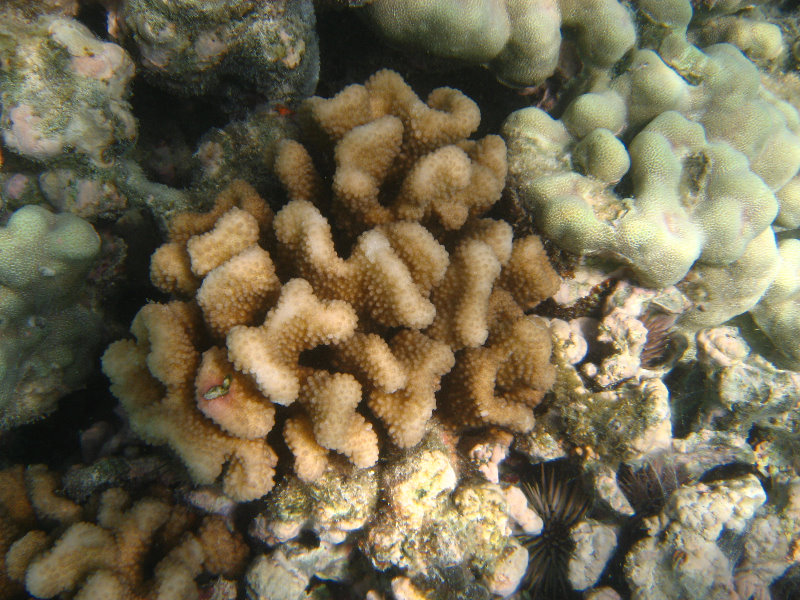 Anaehoomalu-Beach-Snorkeling-Kohala-Coast-Kona-Big-Island-Hawaii-089