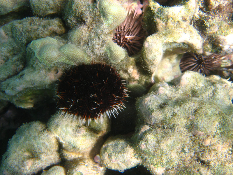 Anaehoomalu-Beach-Snorkeling-Kohala-Coast-Kona-Big-Island-Hawaii-090