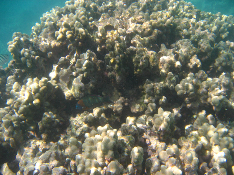 Anaehoomalu-Beach-Snorkeling-Kohala-Coast-Kona-Big-Island-Hawaii-092