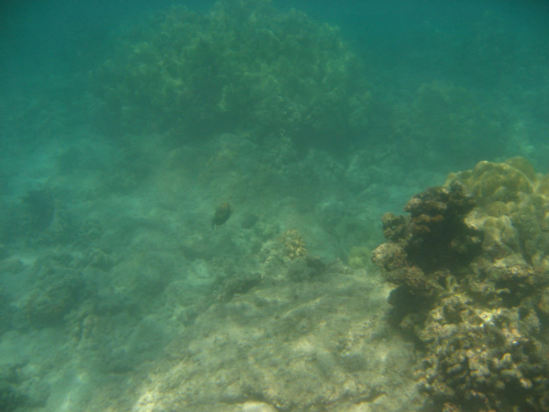 Anaehoomalu-Beach-Snorkeling-Kohala-Coast-Kona-Big-Island-Hawaii-093