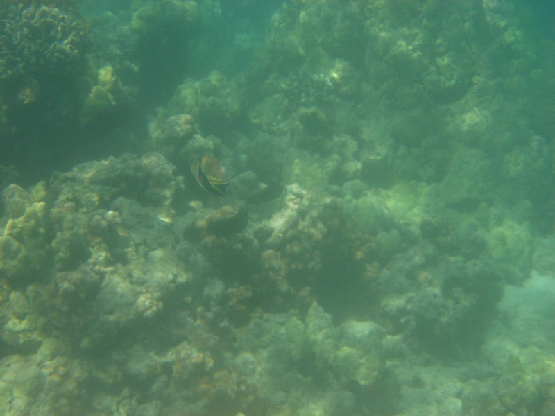 Anaehoomalu-Beach-Snorkeling-Kohala-Coast-Kona-Big-Island-Hawaii-094