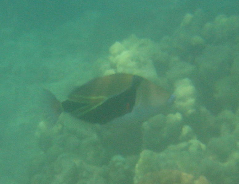 Anaehoomalu-Beach-Snorkeling-Kohala-Coast-Kona-Big-Island-Hawaii-095