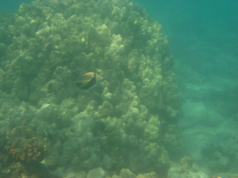 Anaehoomalu-Beach-Snorkeling-Kohala-Coast-Kona-Big-Island-Hawaii-096