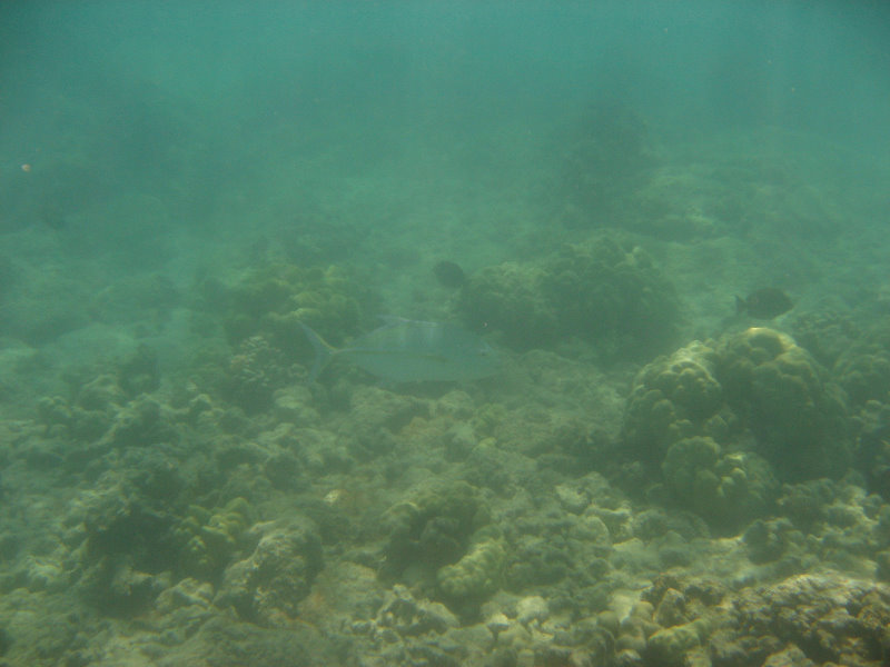 Anaehoomalu-Beach-Snorkeling-Kohala-Coast-Kona-Big-Island-Hawaii-097
