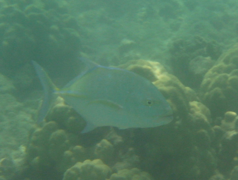 Anaehoomalu-Beach-Snorkeling-Kohala-Coast-Kona-Big-Island-Hawaii-098