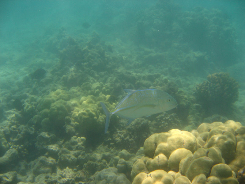 Anaehoomalu-Beach-Snorkeling-Kohala-Coast-Kona-Big-Island-Hawaii-100