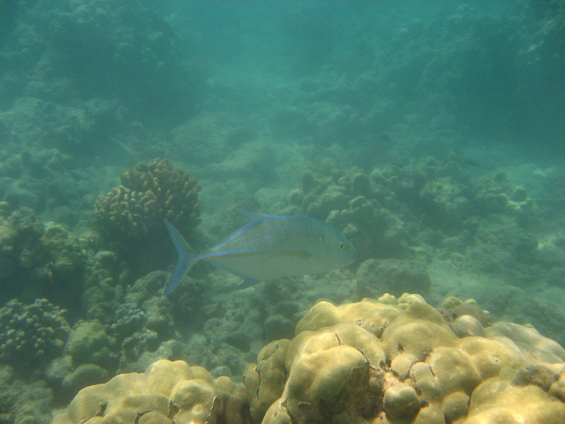 Anaehoomalu-Beach-Snorkeling-Kohala-Coast-Kona-Big-Island-Hawaii-101