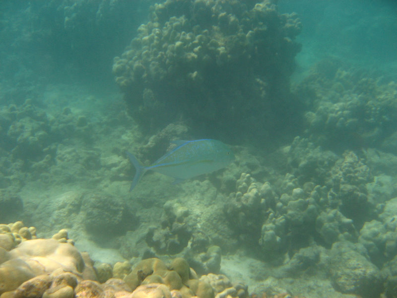 Anaehoomalu-Beach-Snorkeling-Kohala-Coast-Kona-Big-Island-Hawaii-102