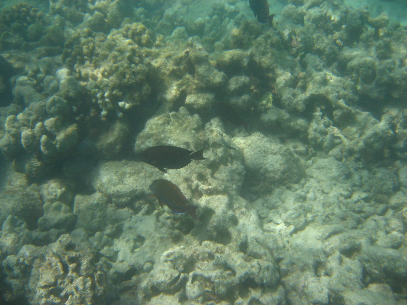Anaehoomalu-Beach-Snorkeling-Kohala-Coast-Kona-Big-Island-Hawaii-103