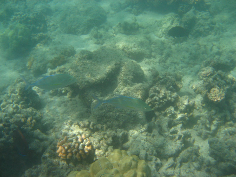 Anaehoomalu-Beach-Snorkeling-Kohala-Coast-Kona-Big-Island-Hawaii-104