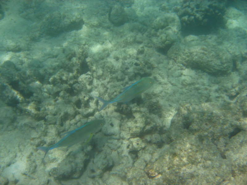 Anaehoomalu-Beach-Snorkeling-Kohala-Coast-Kona-Big-Island-Hawaii-105