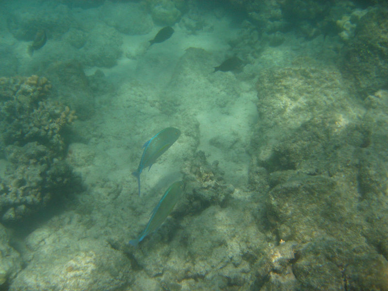 Anaehoomalu-Beach-Snorkeling-Kohala-Coast-Kona-Big-Island-Hawaii-106