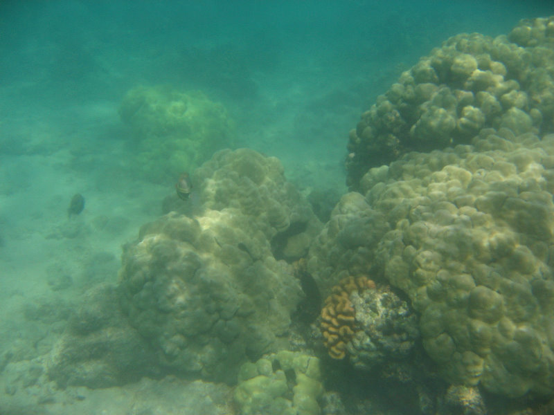 Anaehoomalu-Beach-Snorkeling-Kohala-Coast-Kona-Big-Island-Hawaii-107