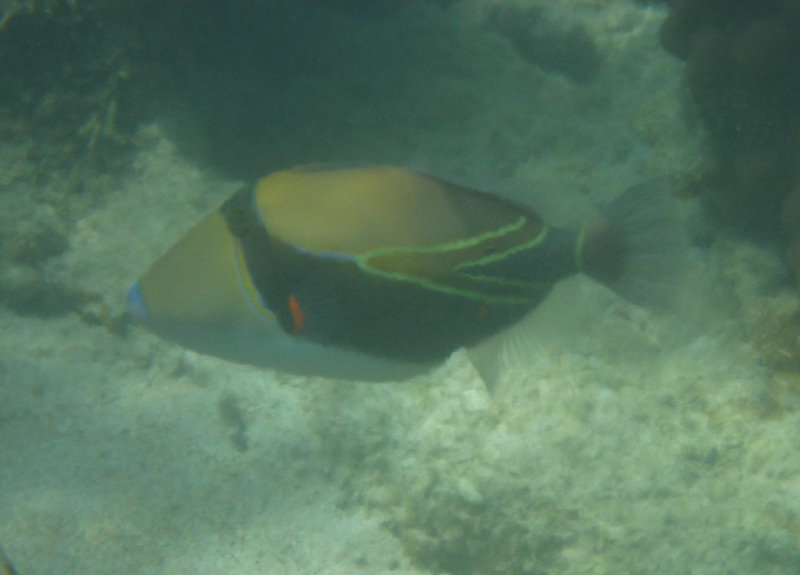 Anaehoomalu-Beach-Snorkeling-Kohala-Coast-Kona-Big-Island-Hawaii-108