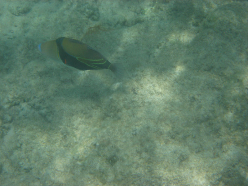 Anaehoomalu-Beach-Snorkeling-Kohala-Coast-Kona-Big-Island-Hawaii-109