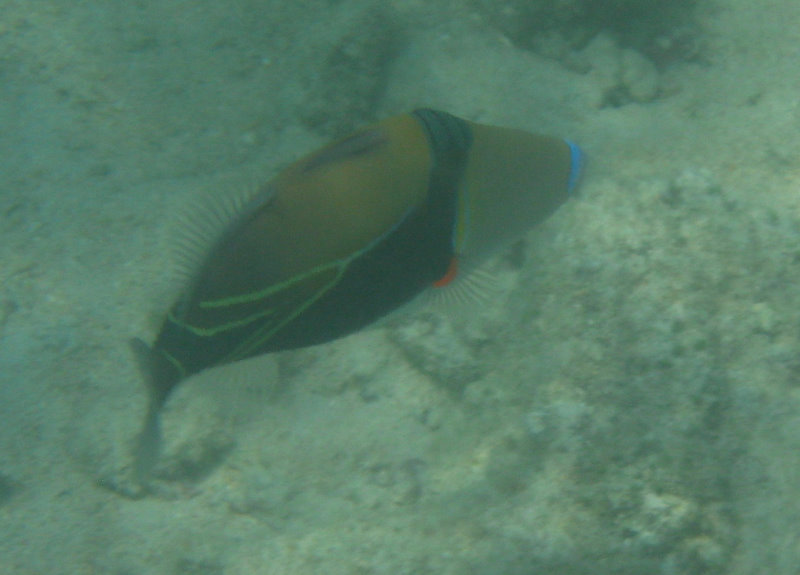 Anaehoomalu-Beach-Snorkeling-Kohala-Coast-Kona-Big-Island-Hawaii-110