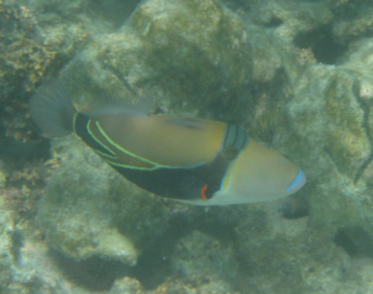 Anaehoomalu-Beach-Snorkeling-Kohala-Coast-Kona-Big-Island-Hawaii-111