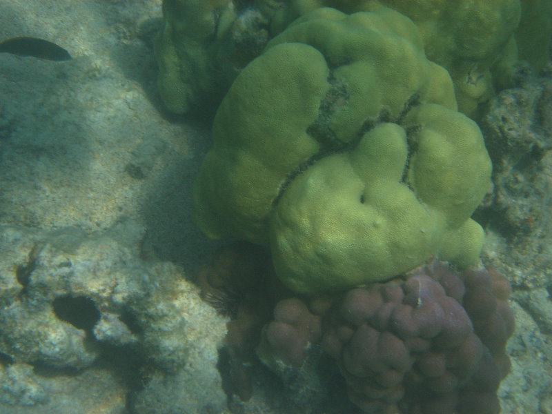 Anaehoomalu-Beach-Snorkeling-Kohala-Coast-Kona-Big-Island-Hawaii-112