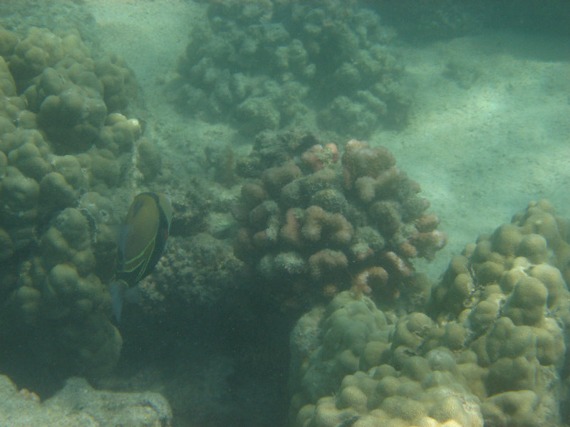 Anaehoomalu-Beach-Snorkeling-Kohala-Coast-Kona-Big-Island-Hawaii-113