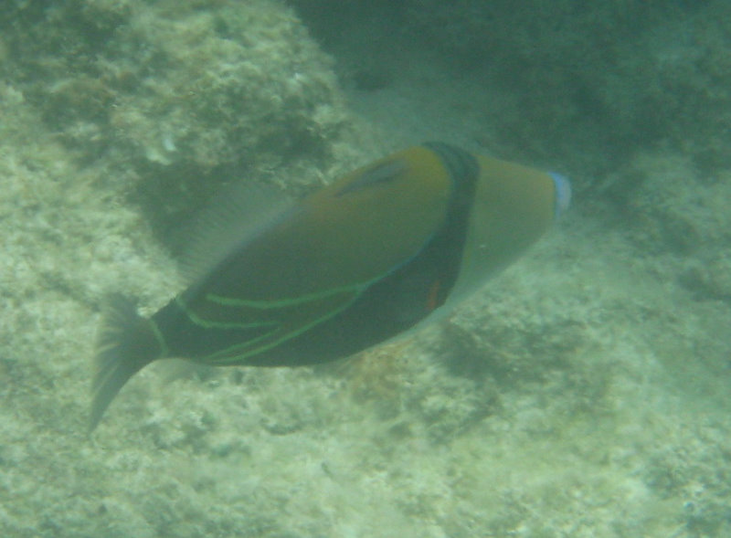 Anaehoomalu-Beach-Snorkeling-Kohala-Coast-Kona-Big-Island-Hawaii-114