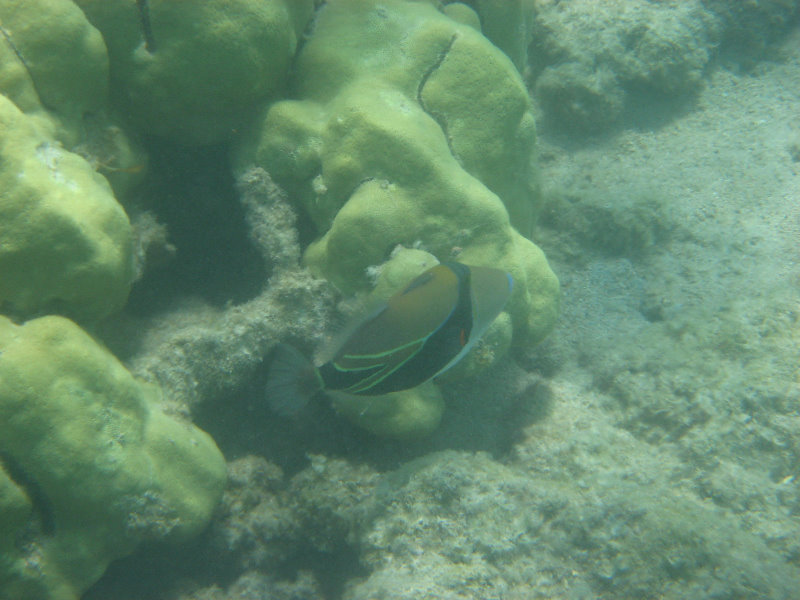 Anaehoomalu-Beach-Snorkeling-Kohala-Coast-Kona-Big-Island-Hawaii-115