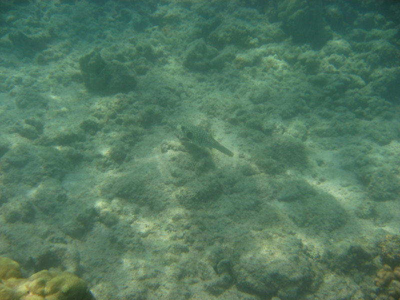 Anaehoomalu-Beach-Snorkeling-Kohala-Coast-Kona-Big-Island-Hawaii-116