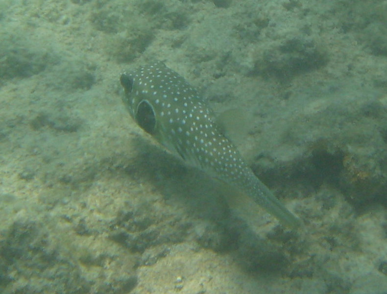 Anaehoomalu-Beach-Snorkeling-Kohala-Coast-Kona-Big-Island-Hawaii-117